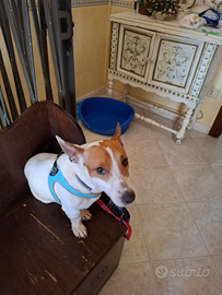 Jack russel di 4 anni