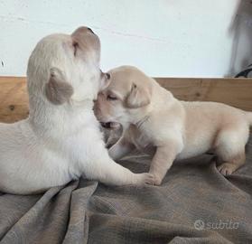 Cuccioli Labrador