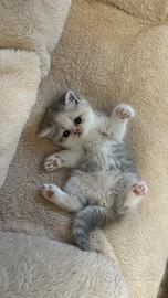 Cucciola exotic shorthair