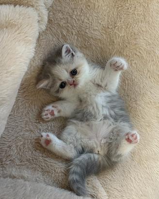 Cucciola exotic shorthair