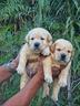 cuccioli-di-labrador-gialli-pedigree-lastre-test