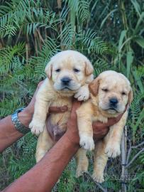 CUCCIOLI DI LABRADOR GIALLI-PEDIGREE, LASTRE, TEST