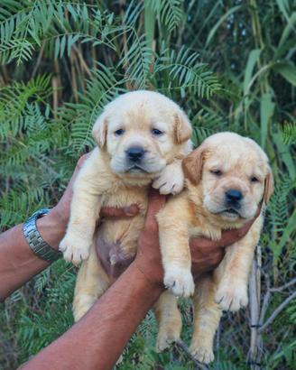 CUCCIOLI DI LABRADOR GIALLI-PEDIGREE, LASTRE, TEST