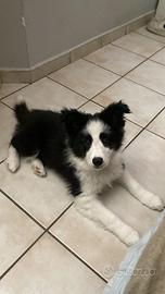 Cucciola border collie
