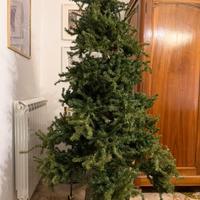 Alberto di Natale da Casa