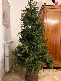 Alberto di Natale da Casa