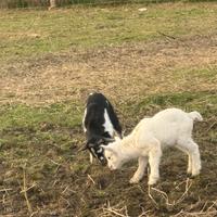 Caprette nane tibetane