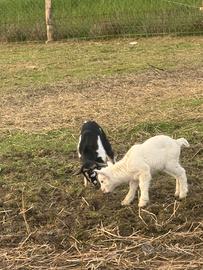 Caprette nane tibetane