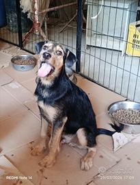 Cane cucciolo Simil spinoncino in adozione