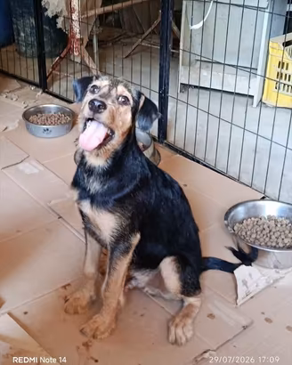 Cane cucciolo Simil spinoncino in adozione