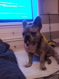 bulldog francese blu Merle disponibile per monta