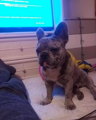 bulldog francese blu Merle disponibile per monta