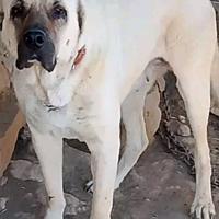 Cucciolone kangal malakli