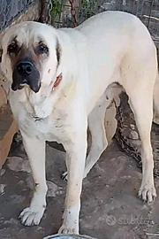 Cucciolone kangal malakli