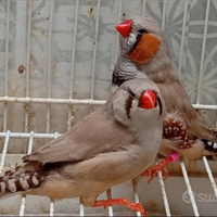 Selezione del diamante mandarino. Coppie