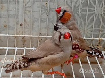 Selezione del diamante mandarino. Coppie