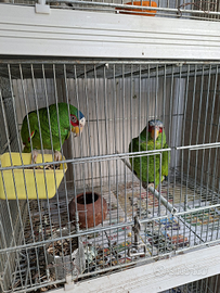 Coppia di amazzoni albifronz con documenti