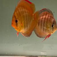 Pesci discus