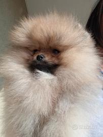 Spitz di Pomerania nano