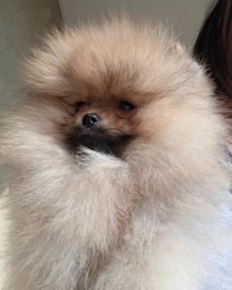 Spitz di Pomerania nano