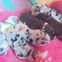 Cuccioli Border Collie