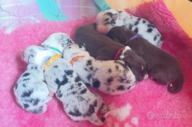 Cuccioli Border Collie