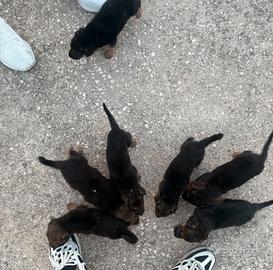 Cuccioli di Pastore Tedesco