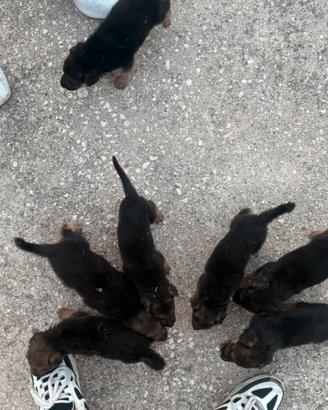 Cuccioli di Pastore Tedesco