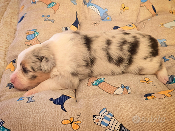 Cucciola pastore australiano con pedigree