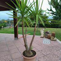 yucca 