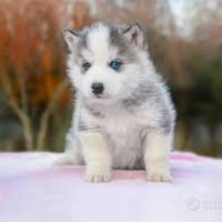 Husky