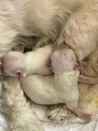 Cuccioli Maltese