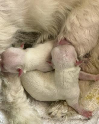 Cuccioli Maltese