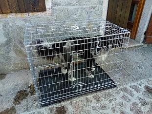 Box per cani