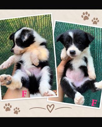Border collie