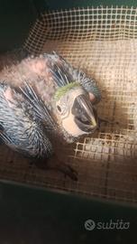 Cenerino,cacatua lesser ,ara cloropthera,amazzonii