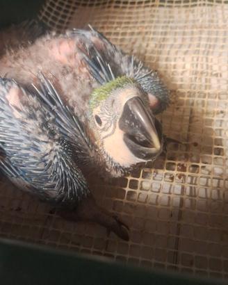 Cenerino,cacatua lesser ,ara cloropthera,amazzonii