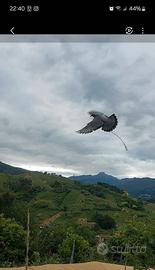 piccioni addestrati per caccia al colombaccio 