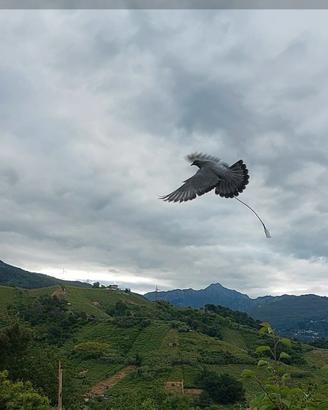 piccioni addestrati per caccia al colombaccio 