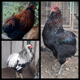 Galli araucana