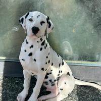 Cucciolo Dalmata con Pedigree