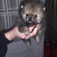 Cuccioli Spitz di pomerania