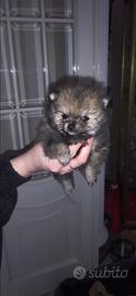 Cuccioli Spitz di pomerania