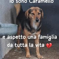 CARAMELLO 6 ANNI 15 KG taglia media piccola IN CAN