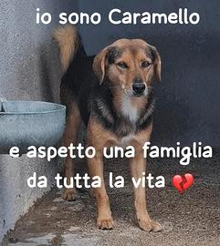 CARAMELLO 6 ANNI 15 KG taglia media piccola IN CAN