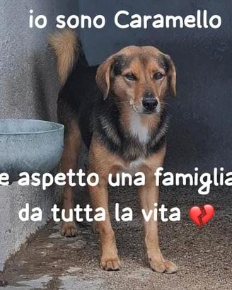 CARAMELLO 6 ANNI 15 KG taglia media piccola IN CAN