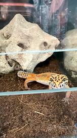 Geco leopardino