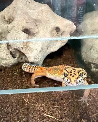 Geco leopardino