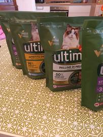 ultima gatto