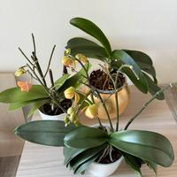 Tre orchidee phalaenopsis